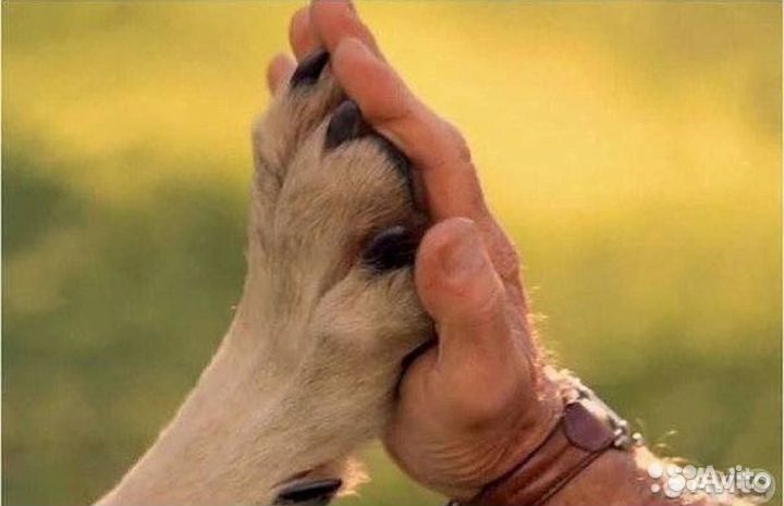 Стерилизация / Кастрация