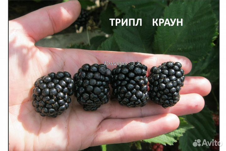 Кустарники Гортензии Малина Розы Доставка Почтой