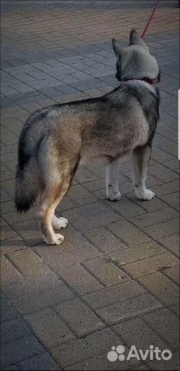 Хаски, щенок девочка, окрас агути