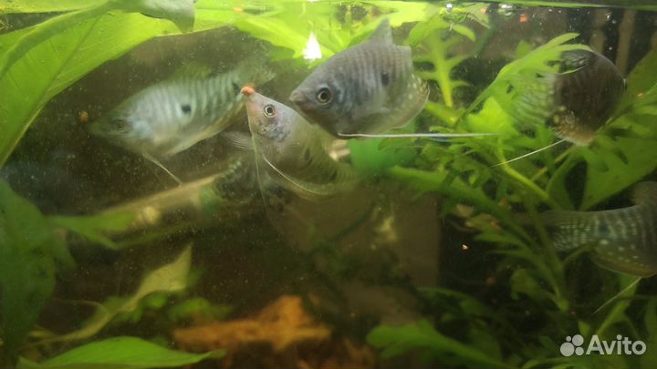 Гурами обмен крупные подростки