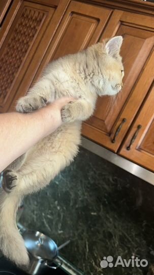 Британские котята 