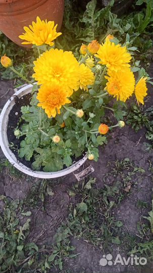 Хризантема