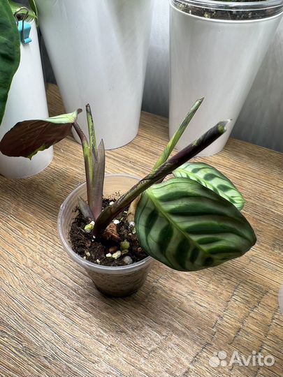 Ктенанта Бурле-маркс