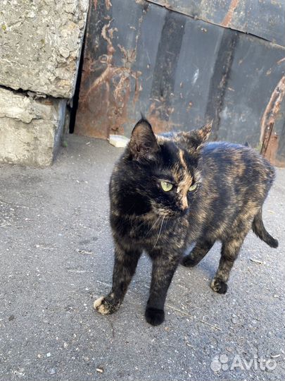 Кошка ласковая в дар