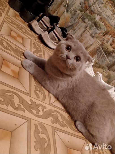 Кошки вислоухие