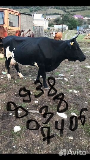 Коровы дойные молочные
