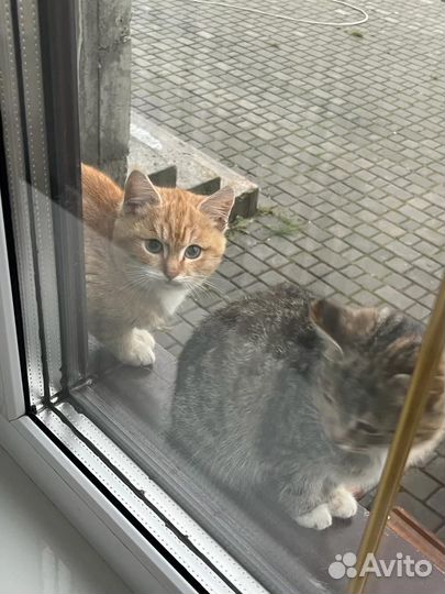 Замерзают котята