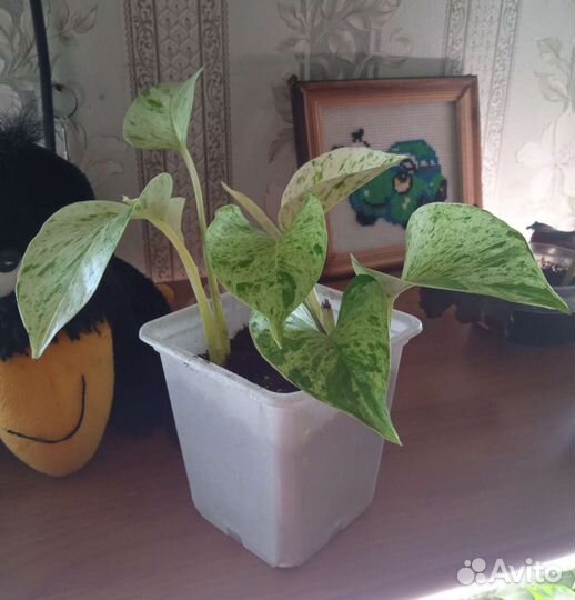 Сциндапсус