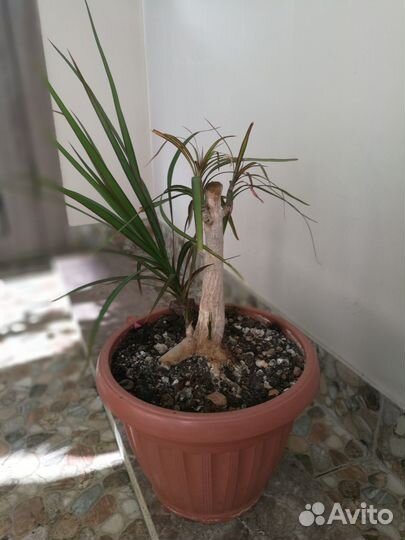 Продам бонсай