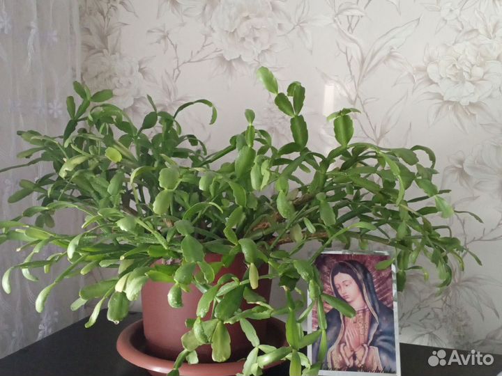 Комнатные цветы