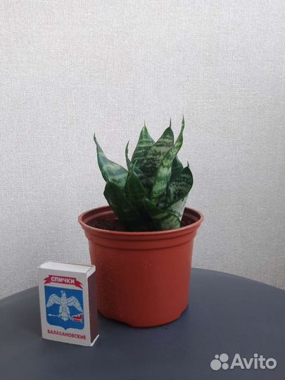 Диффенбахия, сансивьеры, спатифиллум, хлорофитум