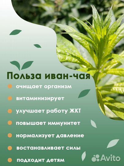 Иван-чай ферментиррванный