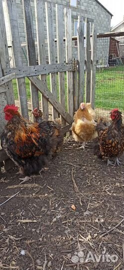 Инкубационное яйцо кур, породы Орпингтон