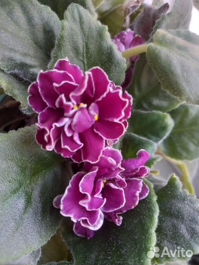 Листики фиалки укоренённые