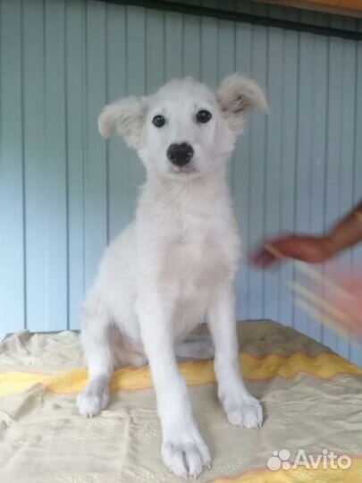 Щенки на охрану