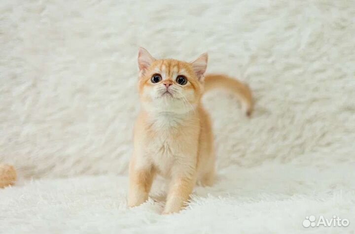 Котик золотой британский