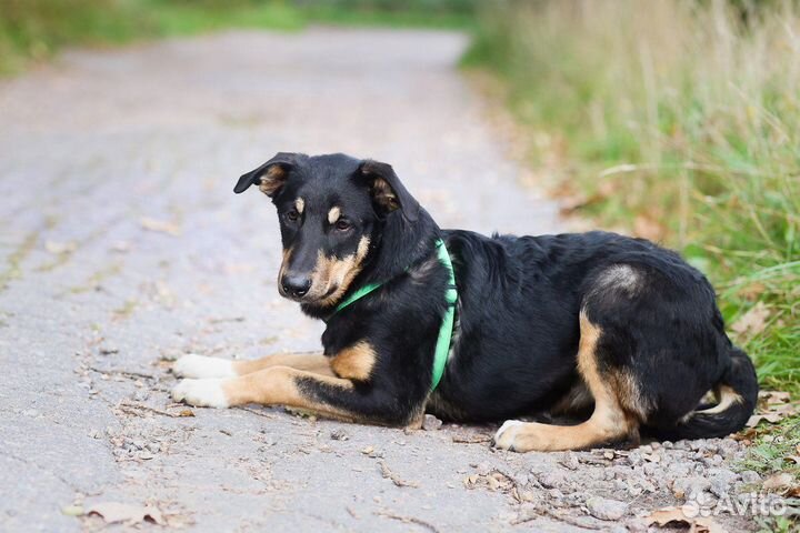 Собака из приюта ищет дом