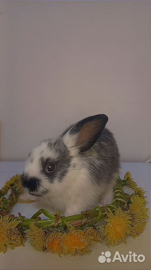 Карликовый вислоухий кролик