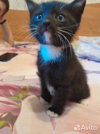 Кошки в добрые руки