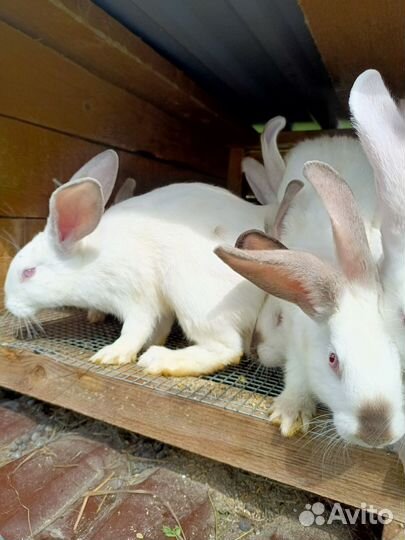 Кролики мясных пород