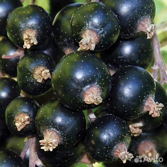 Кусты смородины и бесшипного крыжовника