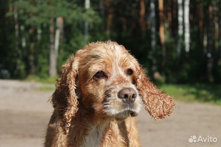 Американский кокер спаниель вязка девочка