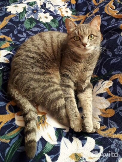 Гостиница для животных в квартире и частном доме