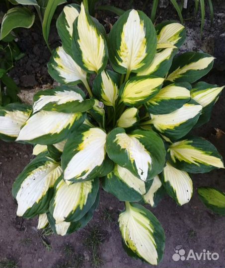 Хоста растение