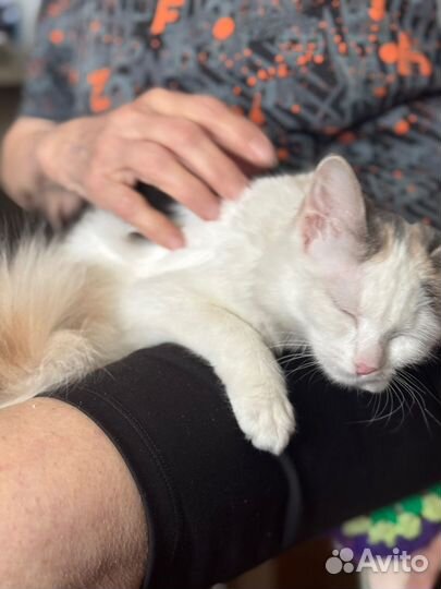 Отдам кошку в добрые руки бесплатно