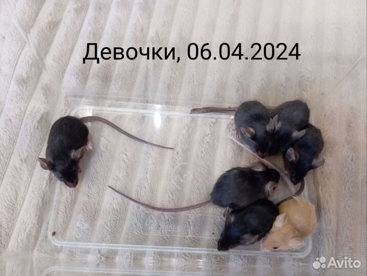 Декоративные мыши