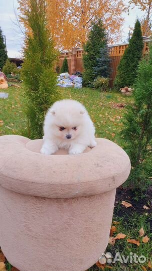 Померанский шпиц