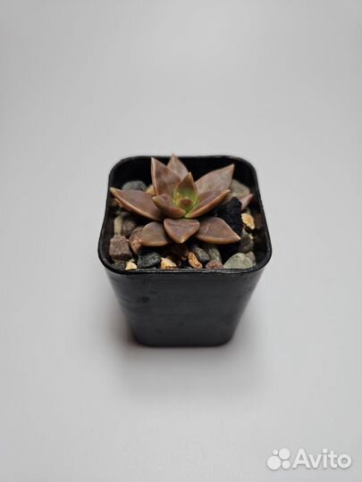 Суккуленты 1