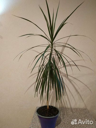 Драцена,Герань,Авокадо