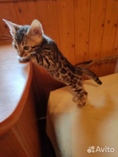 Бенгальские малыши