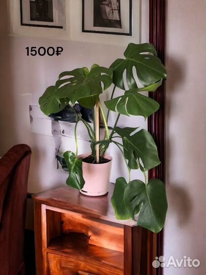 Комнатные растения цветы