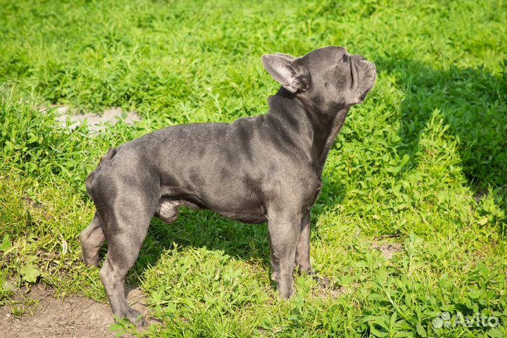 Французский бульдог голубой вязка