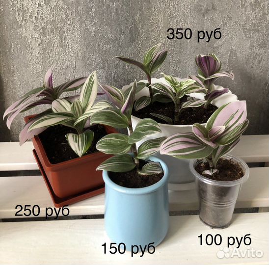 Традесканции разные сорта