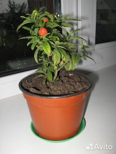 Паслен (Solanum Pseudocapsic)
