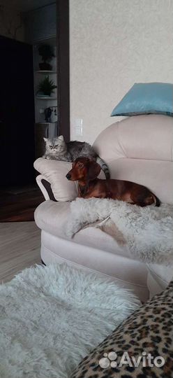 Вязка Такса стандарт