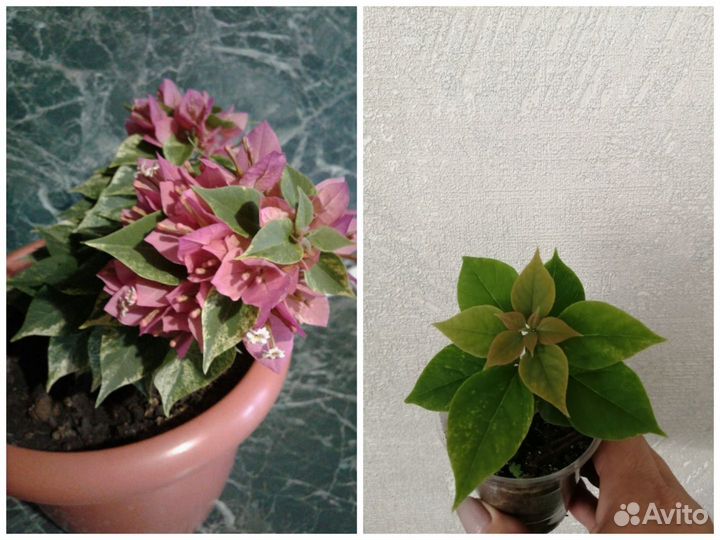 Комнатные цветы