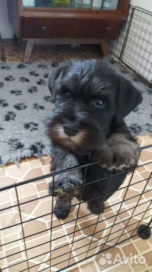 Цвергшнауцер