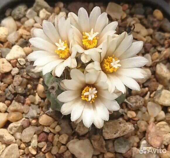 Кактусы: Турбиникарпус, Пелицифора