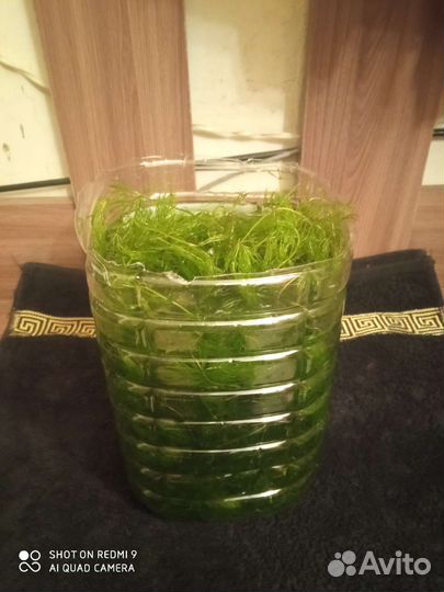 Роголистник, Криптокорина, Элодея