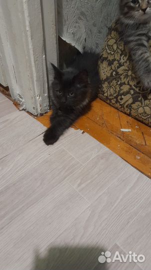 В добрые руки бесплатно