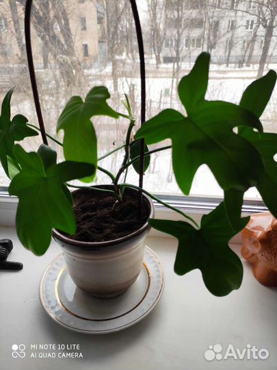 Комнатные цветы