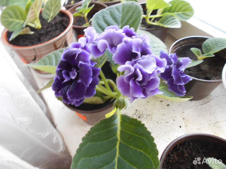 Продам цветы комнатные