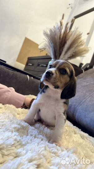 Щенки бигль