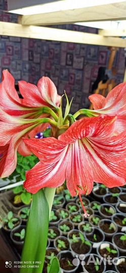 Гиппиаструм