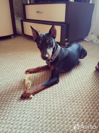 Вязка цвергпинчер