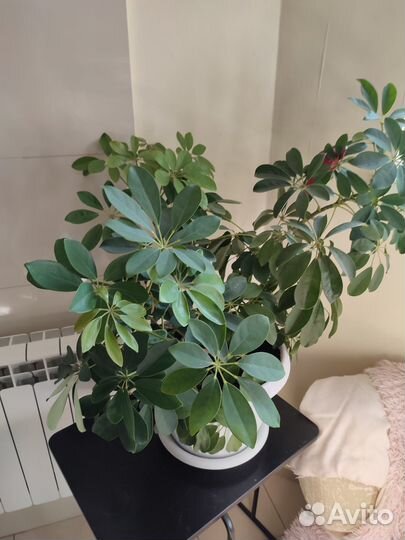 Продам цветы комнатные